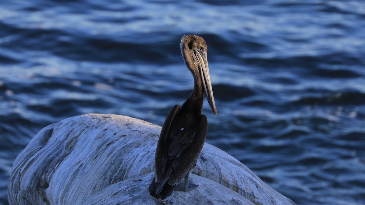 Pelícano Pardo - ML647060894