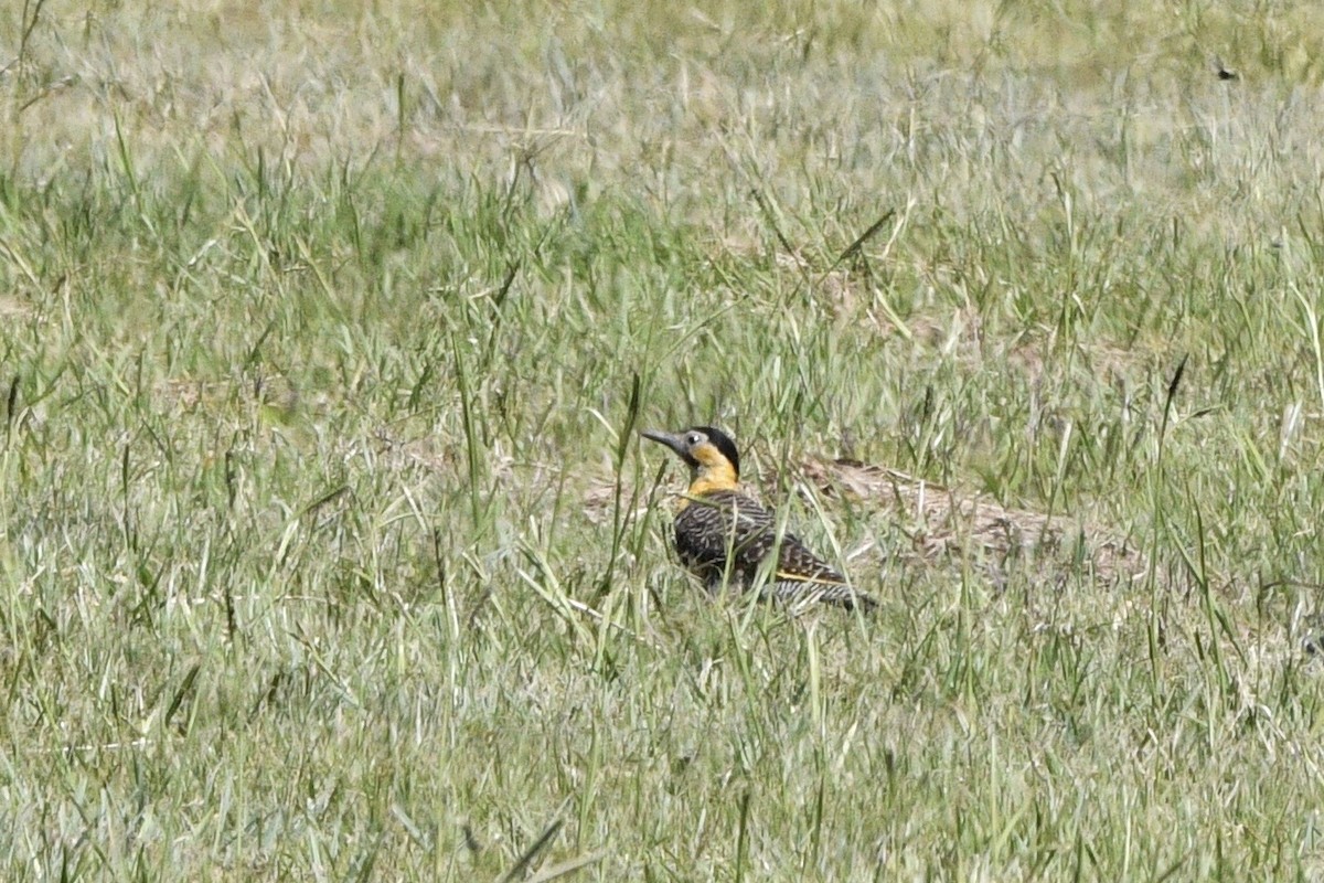 Carpintero Campestre - ML647060895