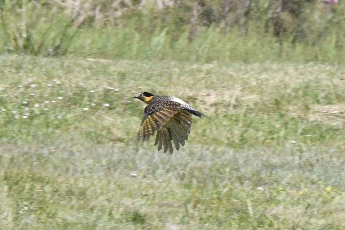 Carpintero Campestre - ML647060896