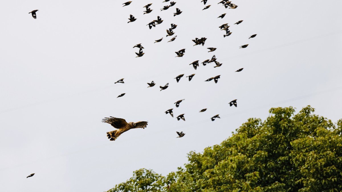 זרון תכול - ML647060897