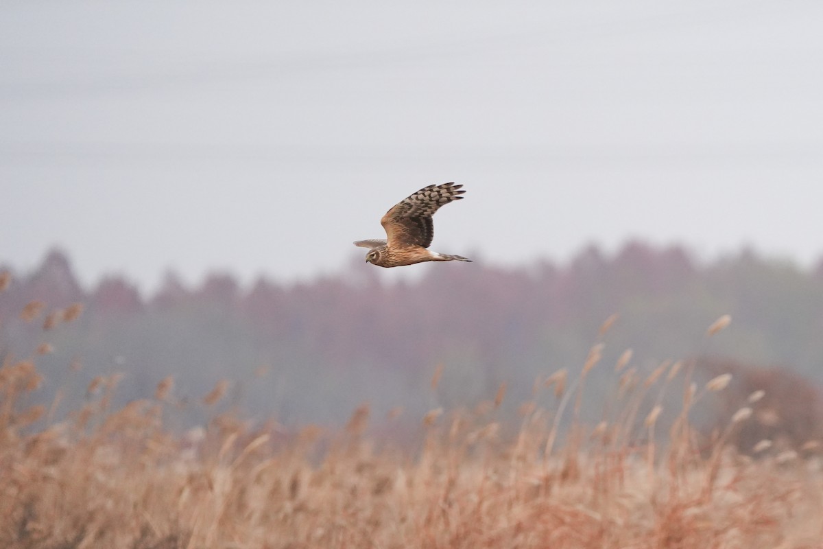 Aguilucho Pálido - ML647060898