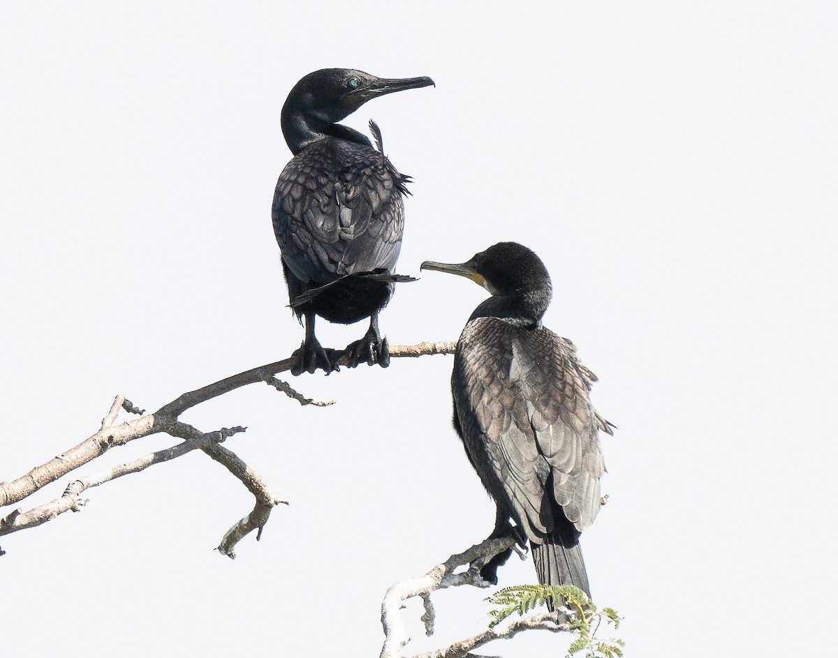 Cormorán Indio - ML647060899