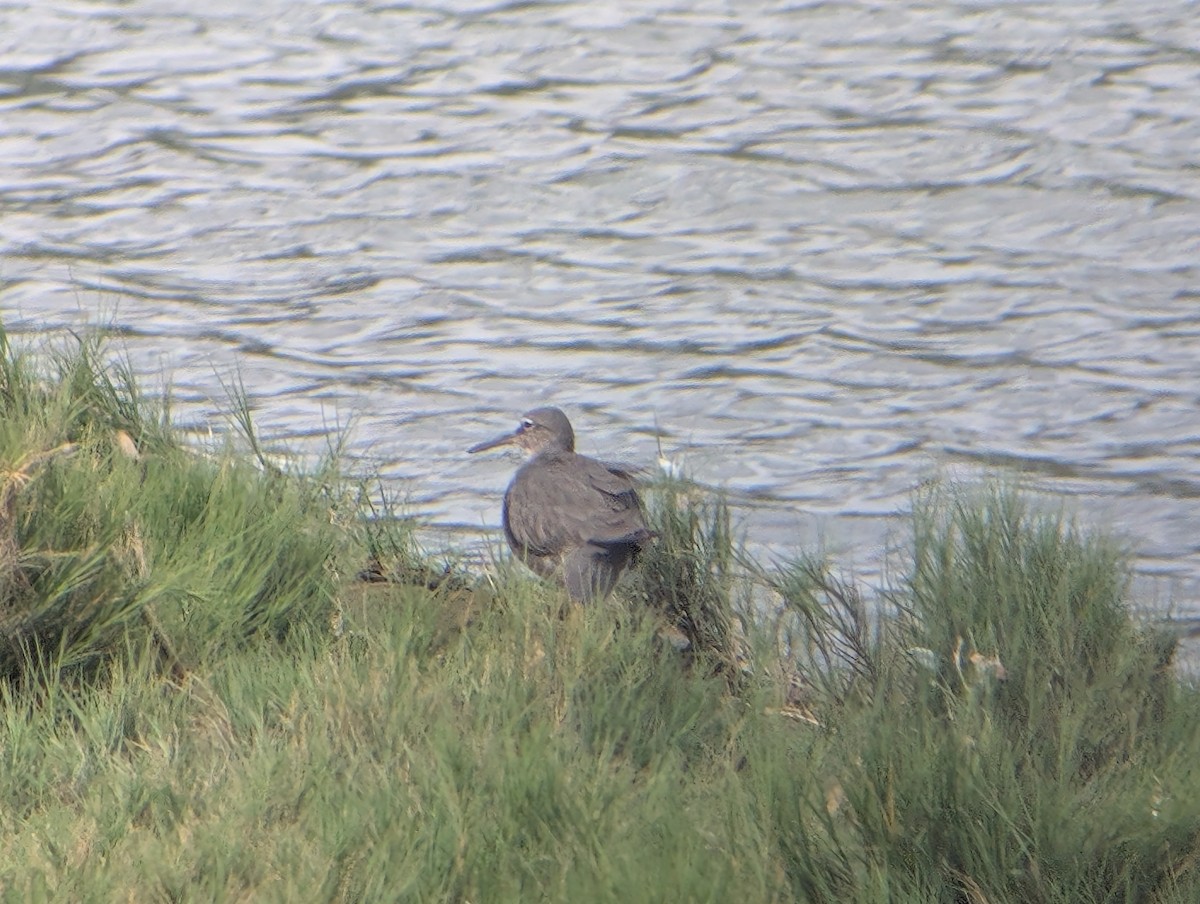 Wandering Tattler - ML647060900