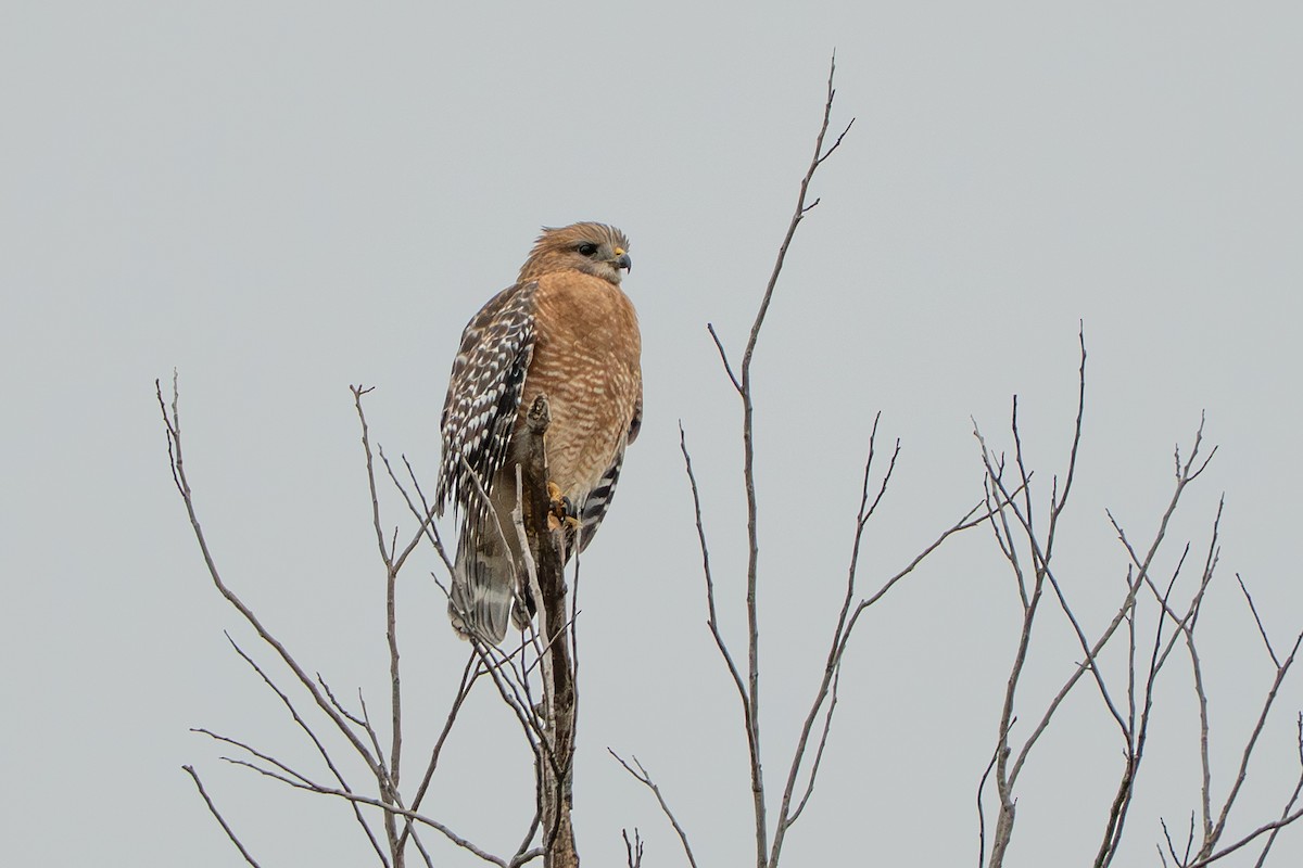 káně páskovaná - ML647060902