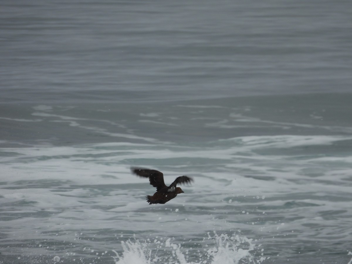 King Eider - ML647060904