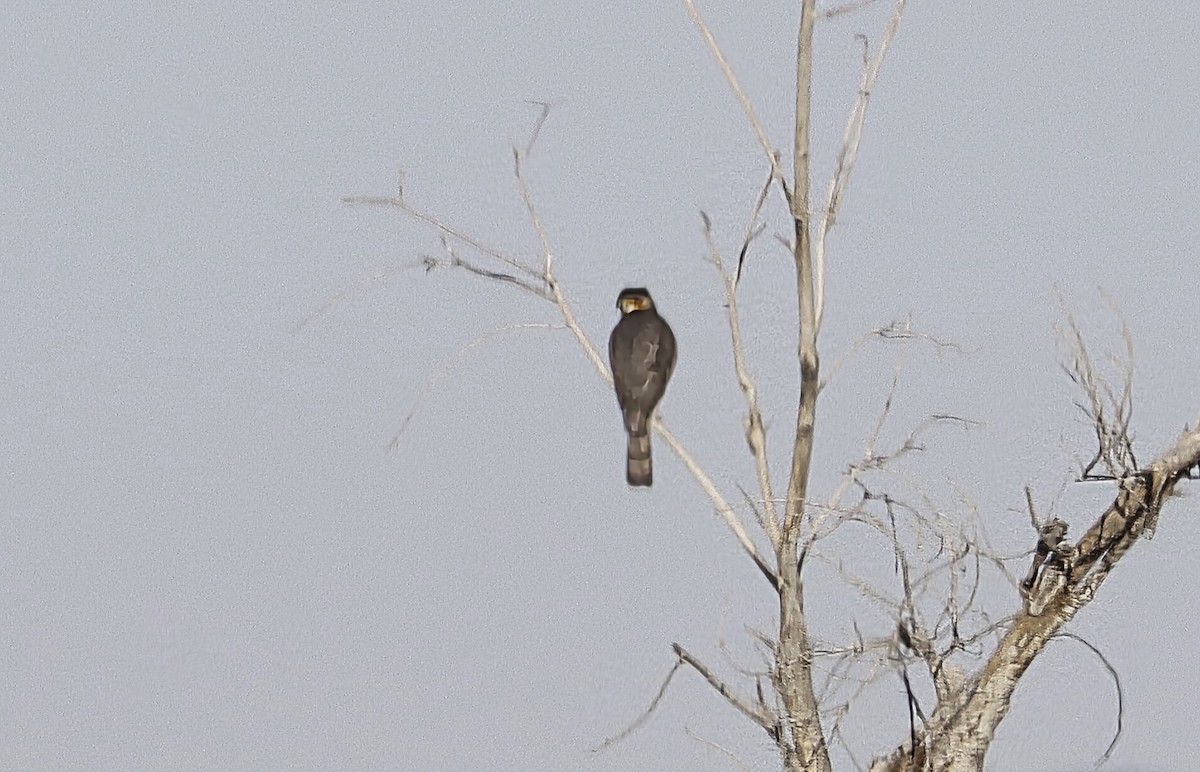Cooper's Hawk - ML647060907
