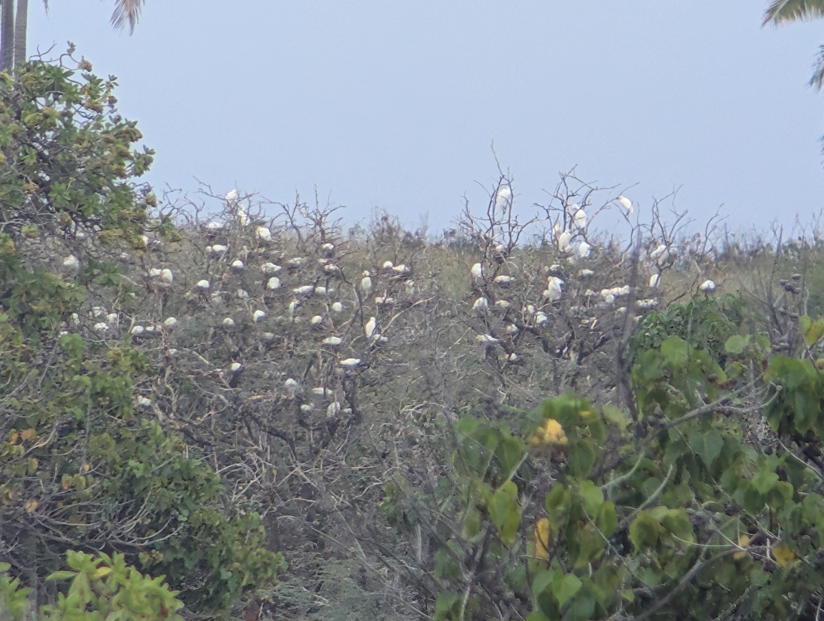 Western Cattle-Egret - ML647060911