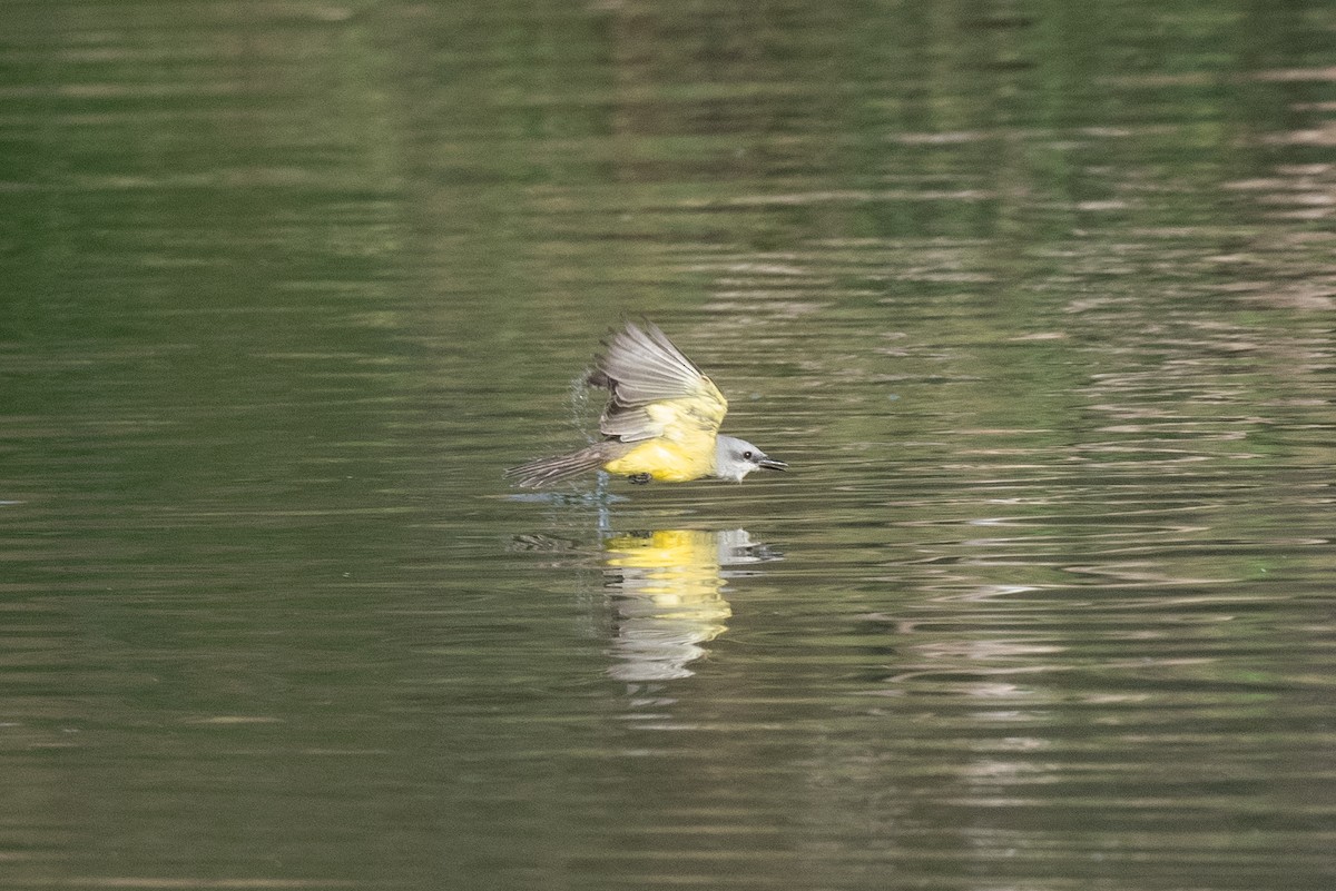 Couch's Kingbird - ML647060912