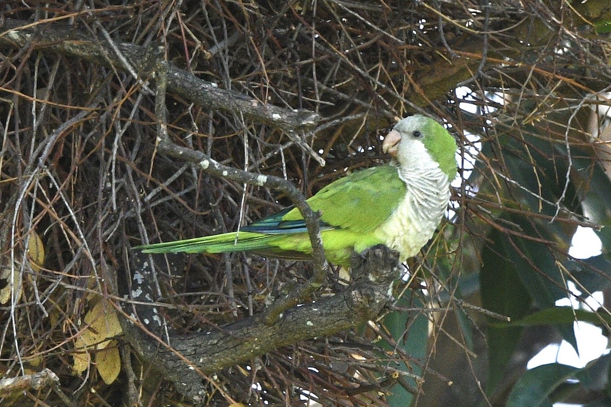 Parrocchetto monaco - ML647060914