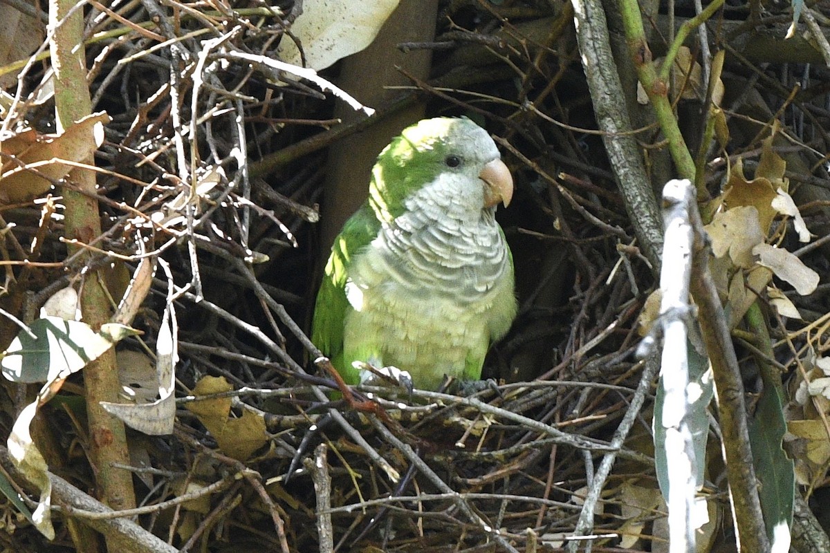 Parrocchetto monaco - ML647060915