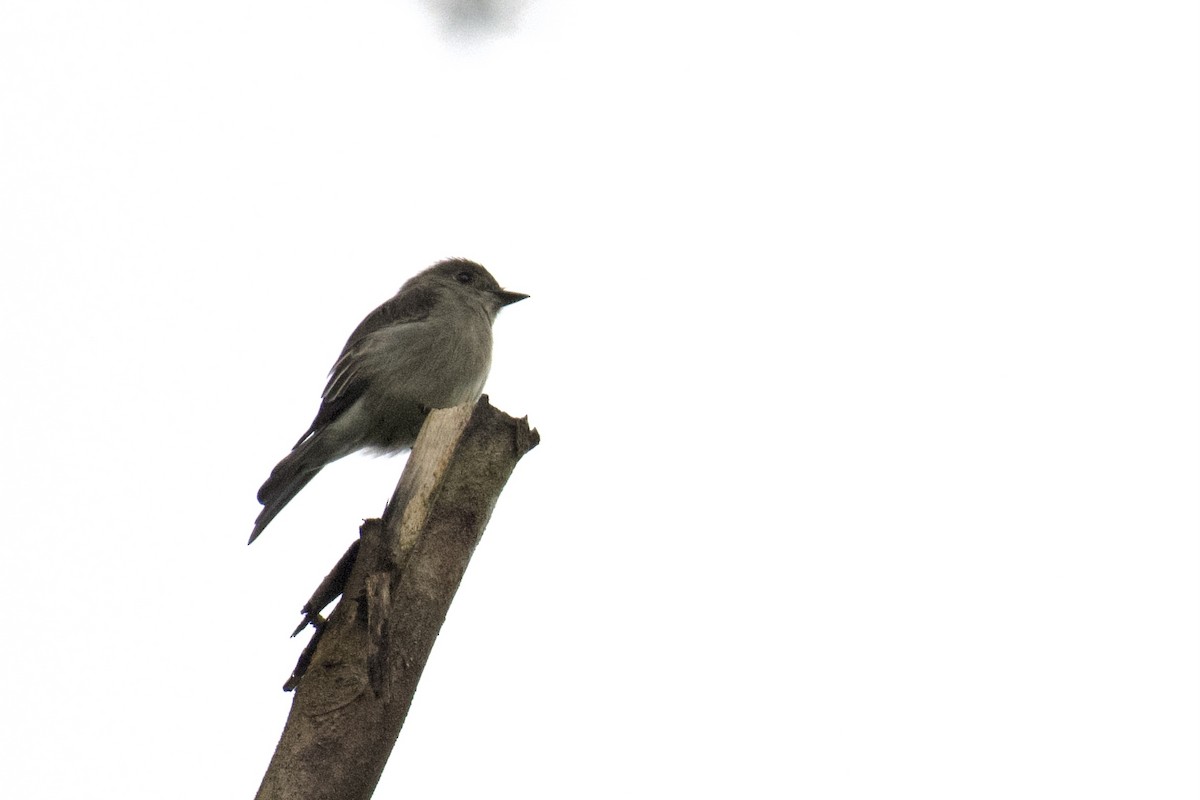 Smoke-colored Pewee - ML647060916