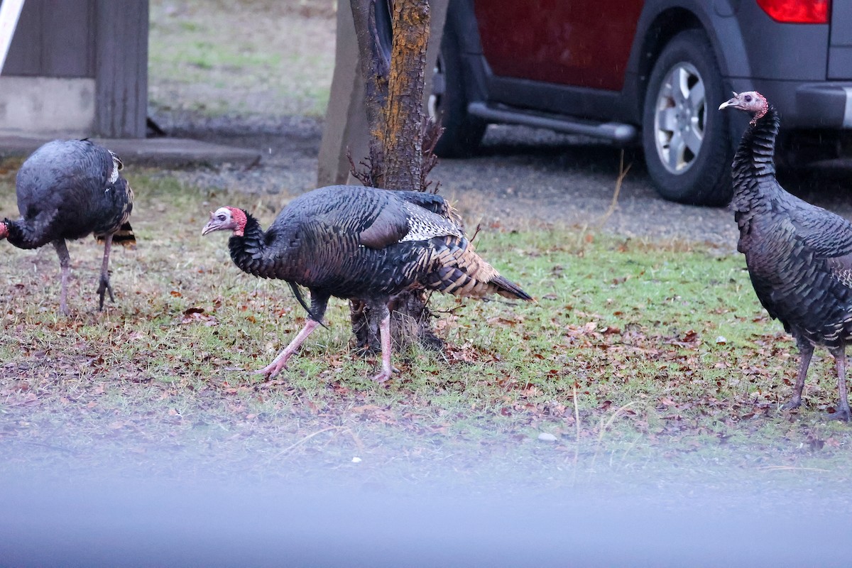 シチメンチョウ - ML647060917