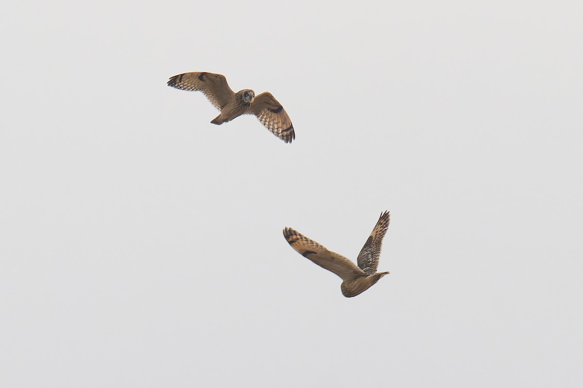 Short-eared Owl (Northern) - ML647060921