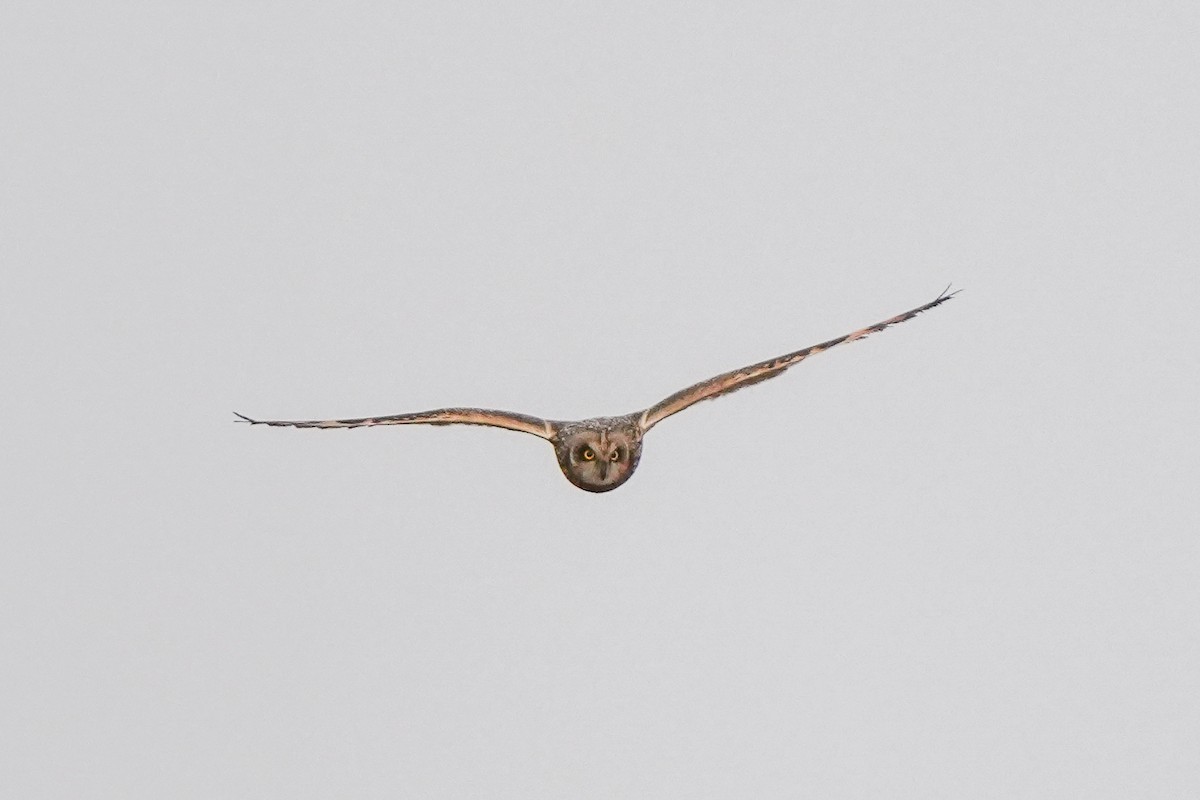 Short-eared Owl (Northern) - ML647060922