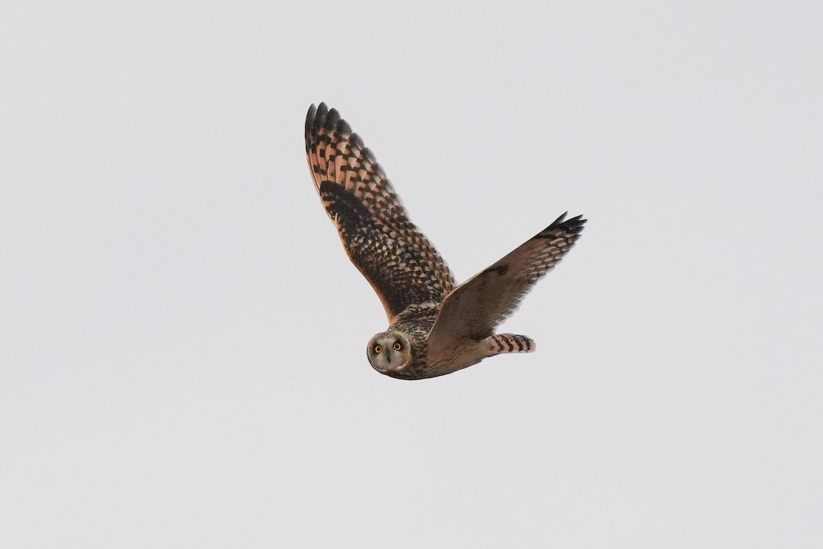 Short-eared Owl (Northern) - ML647060923