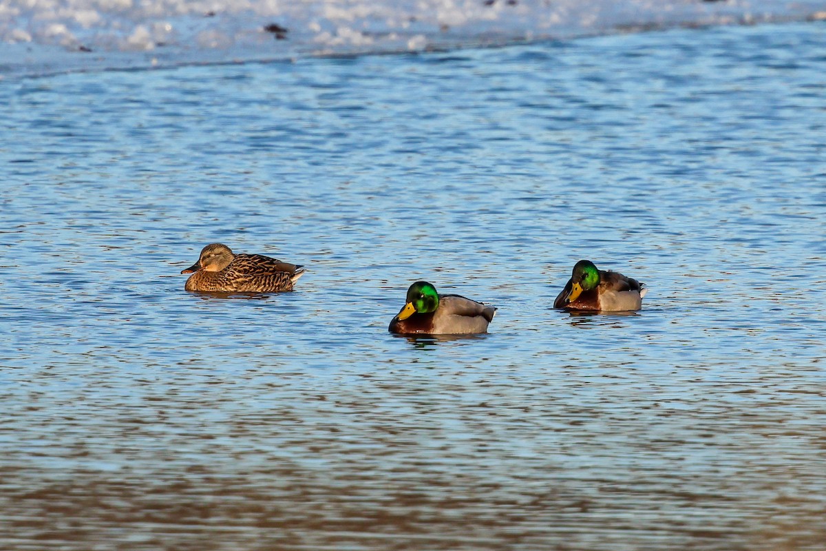 kachna divoká - ML647060924