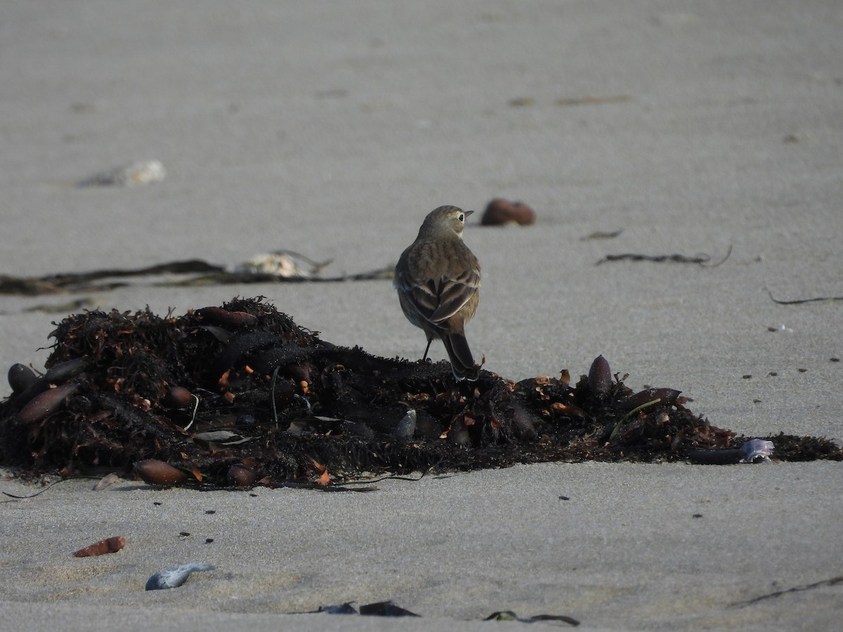 American Pipit - ML647060925