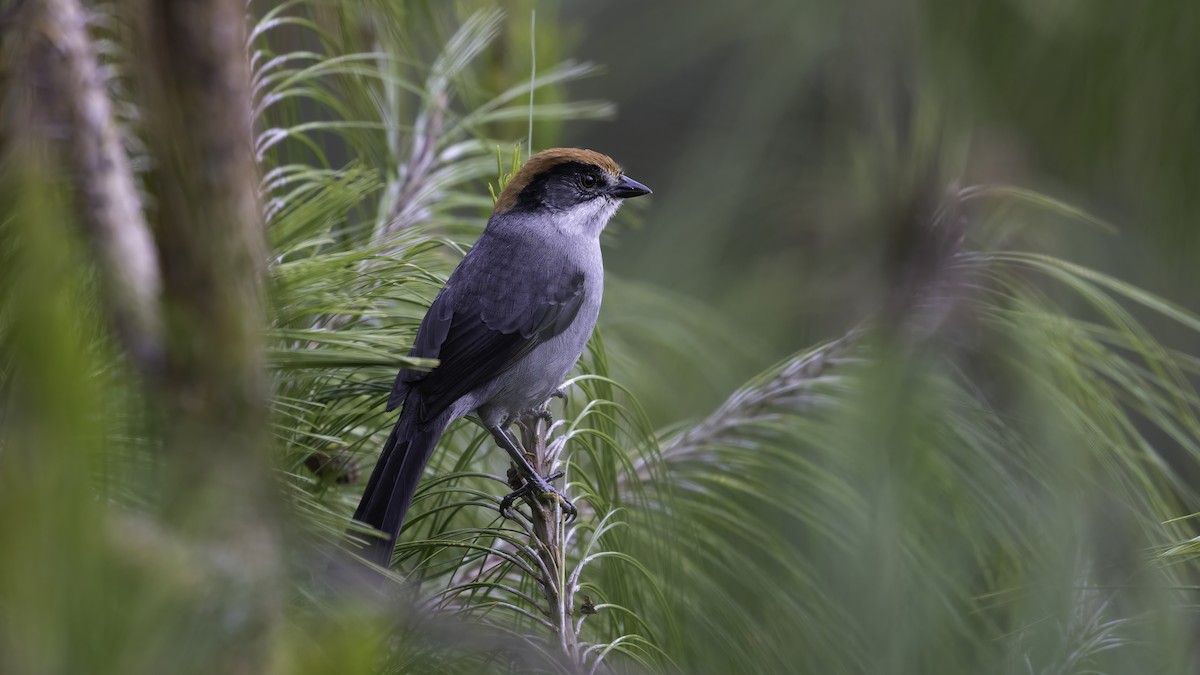 antioquiakjerrspurv - ML647060926