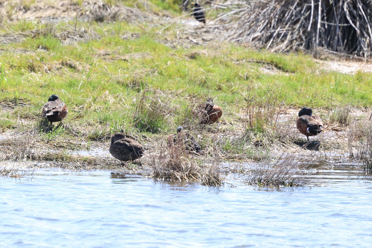 Chestnut Teal - ML647060927