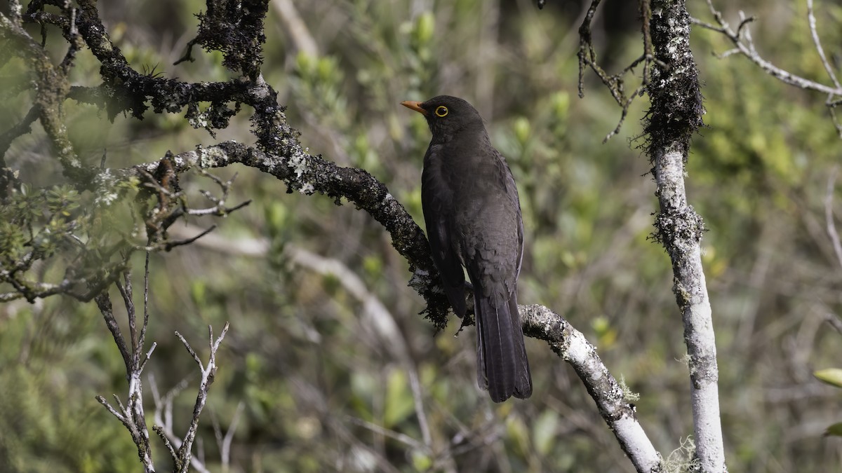 stortrost - ML647060928