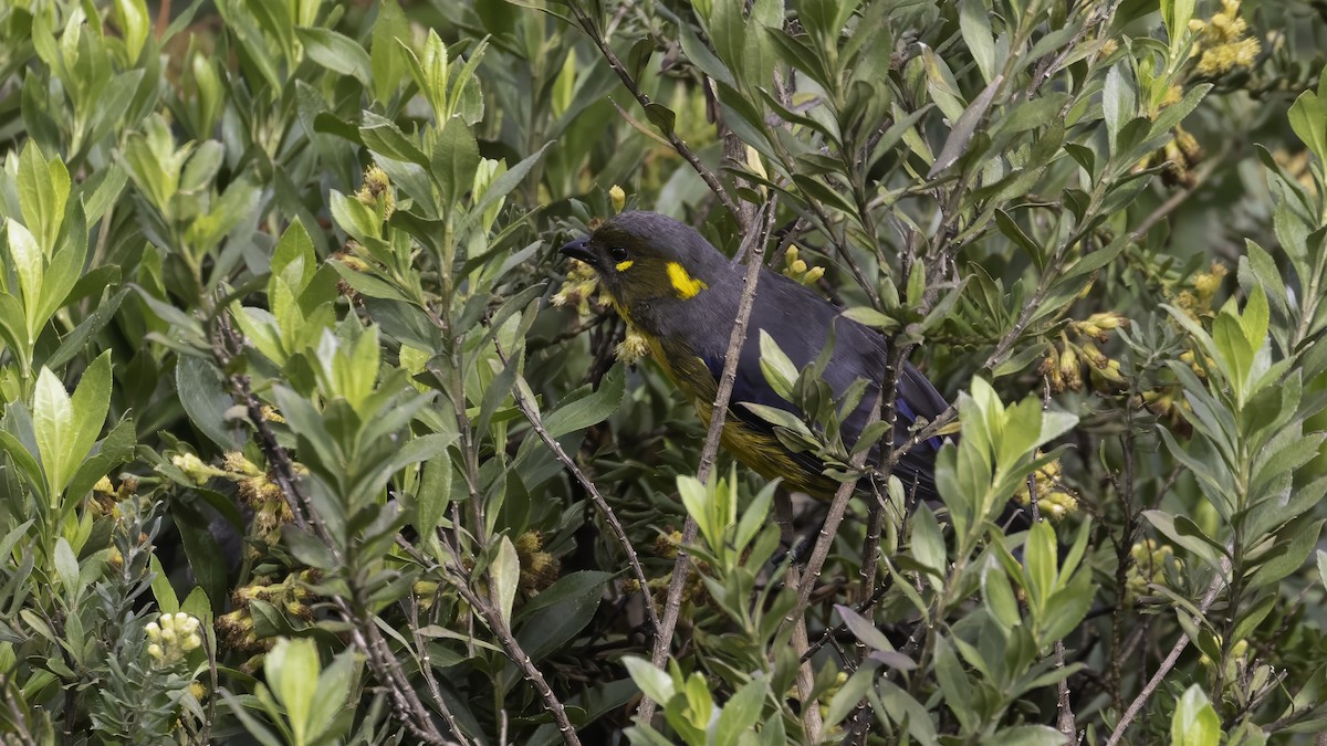 tåretanagar - ML647060930