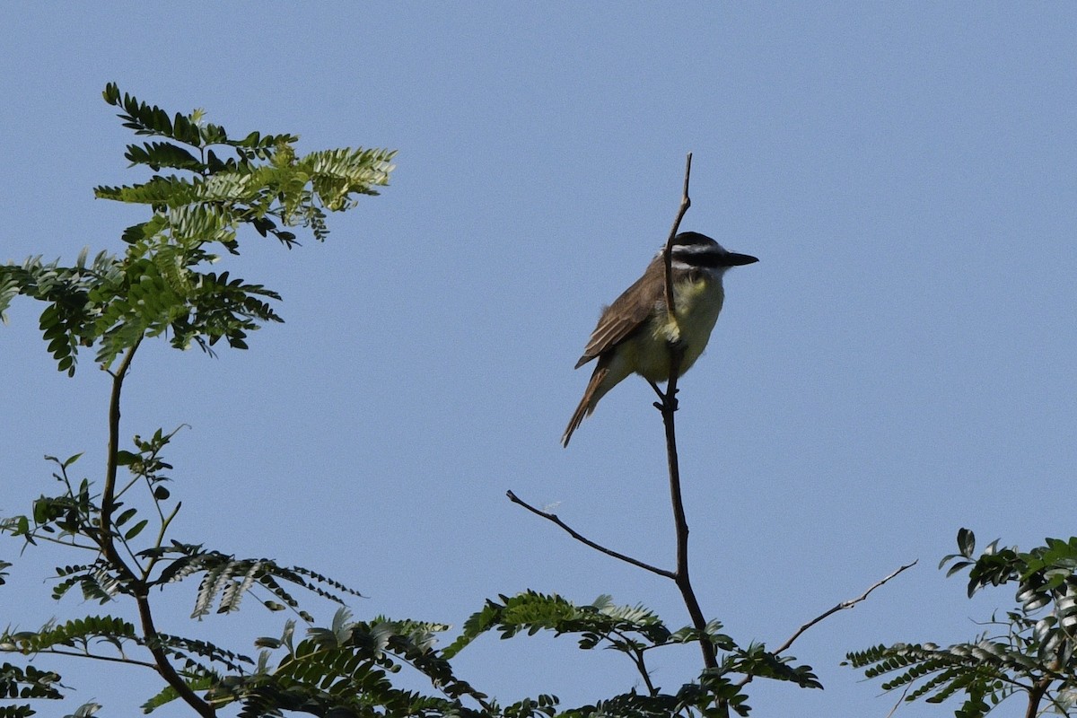 Great Kiskadee - ML647060932