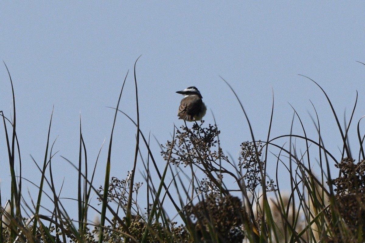 Great Kiskadee - ML647060933