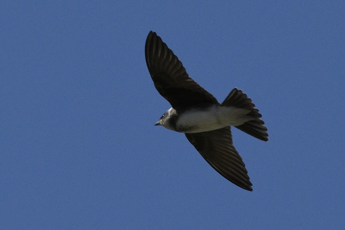 Brown-chested Martin - ML647060944