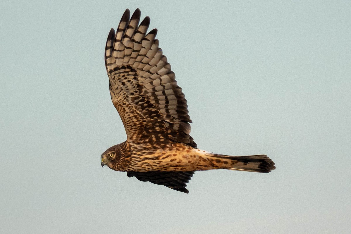Northern Harrier - ML647060947