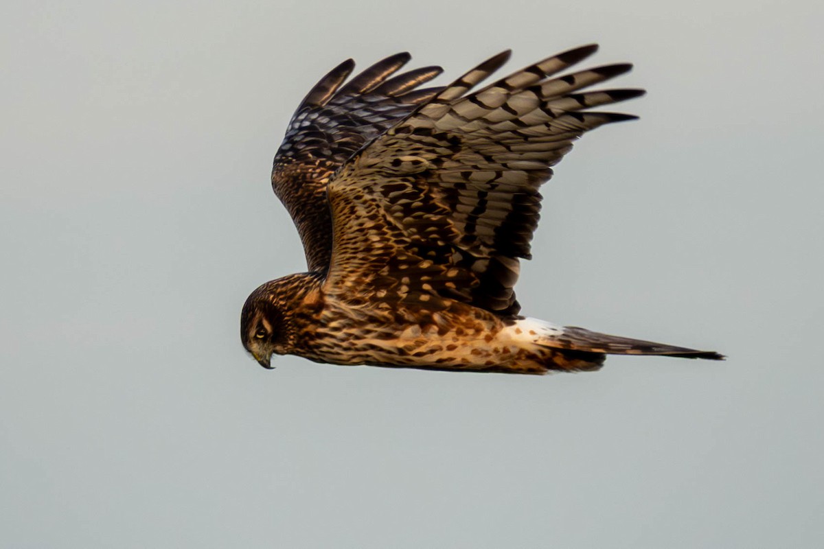 Northern Harrier - ML647060948