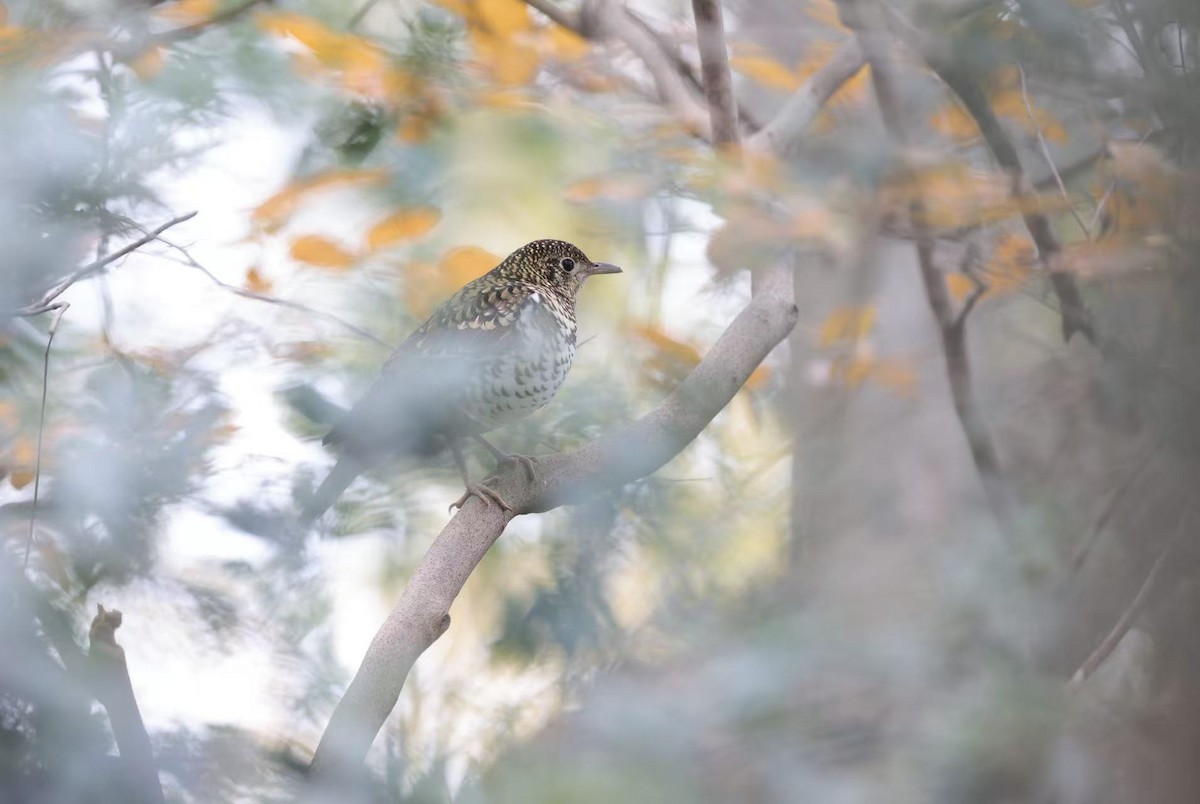 White's Thrush - ML647060950