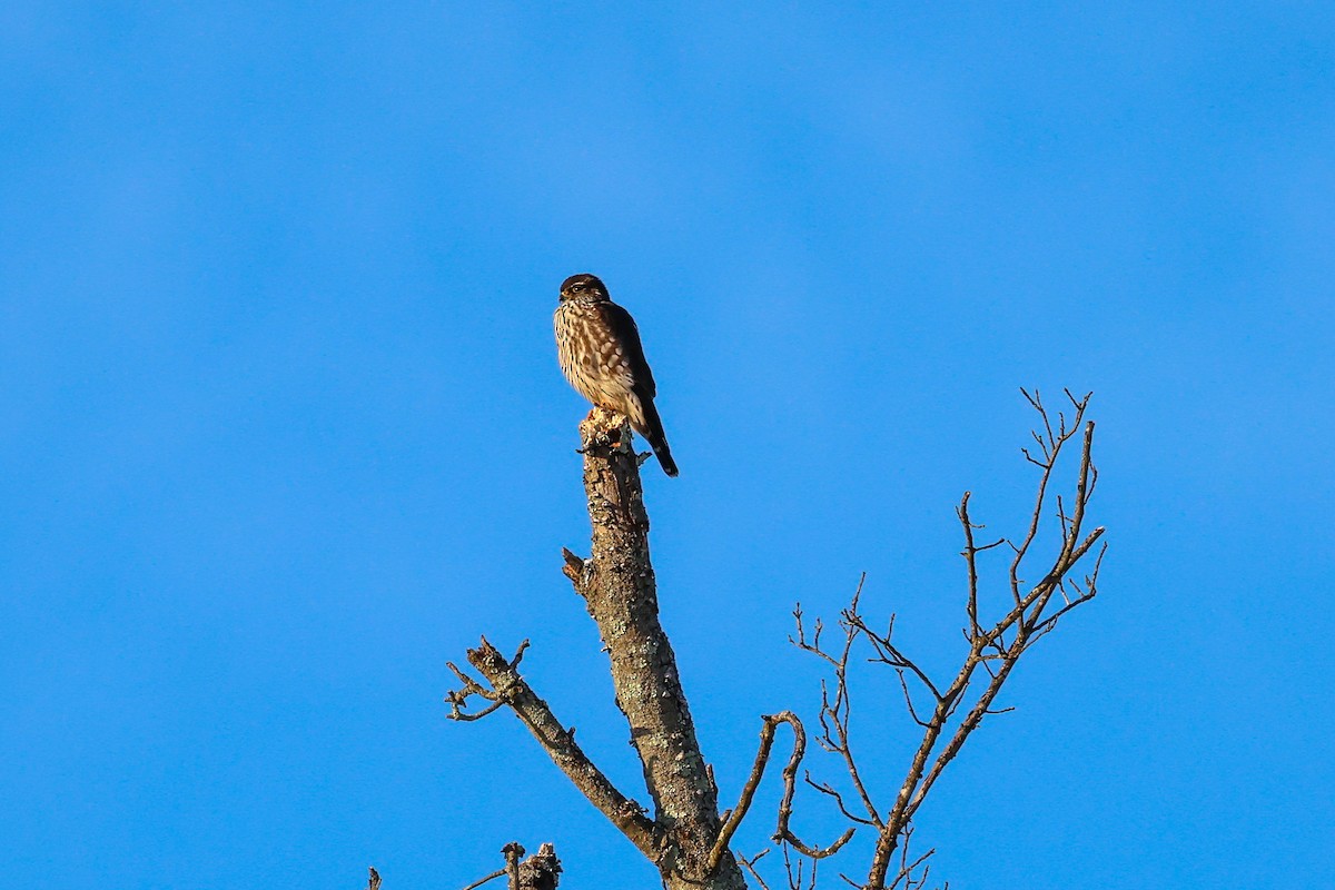 dřemlík tundrový - ML647060951