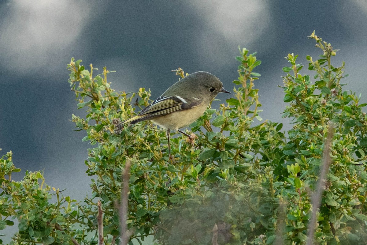 králíček americký - ML647060952