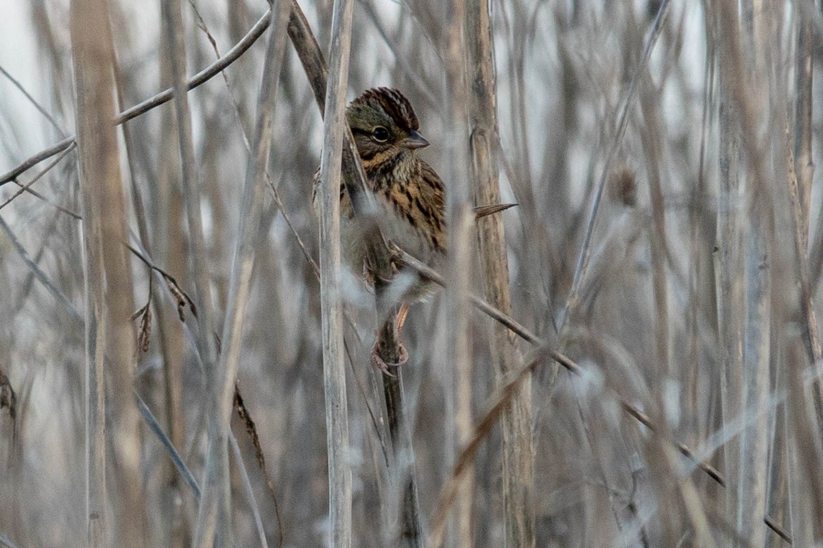 Lincoln's Sparrow - ML647060953