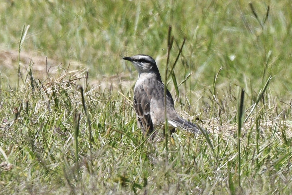 Chalk-browed Mockingbird - ML647060954