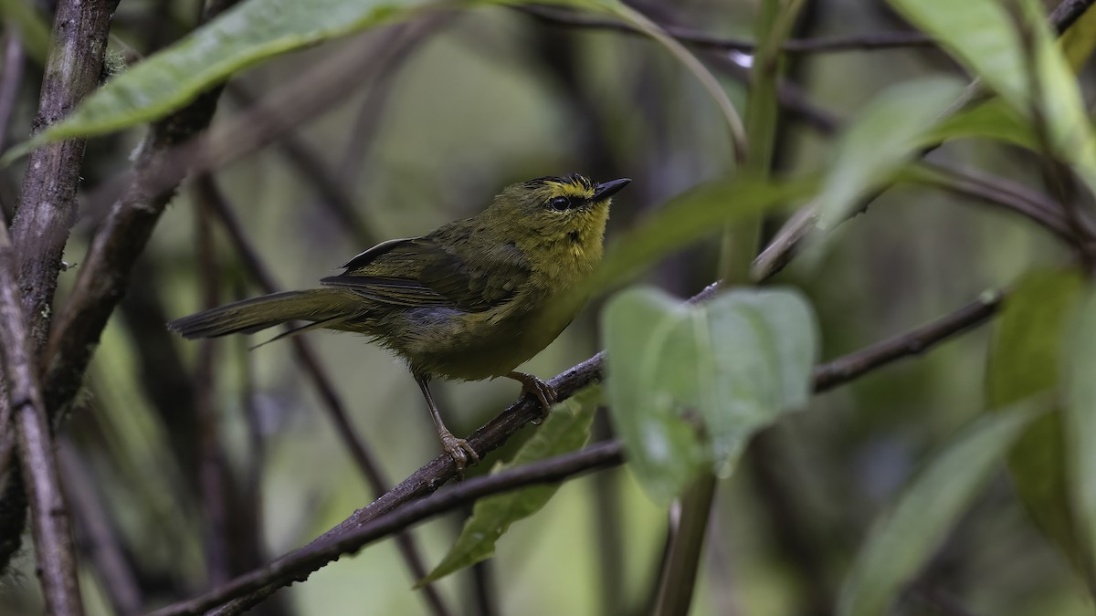 svartisseparula - ML647060961