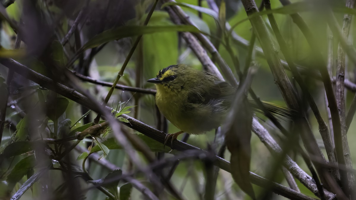 svartisseparula - ML647060962