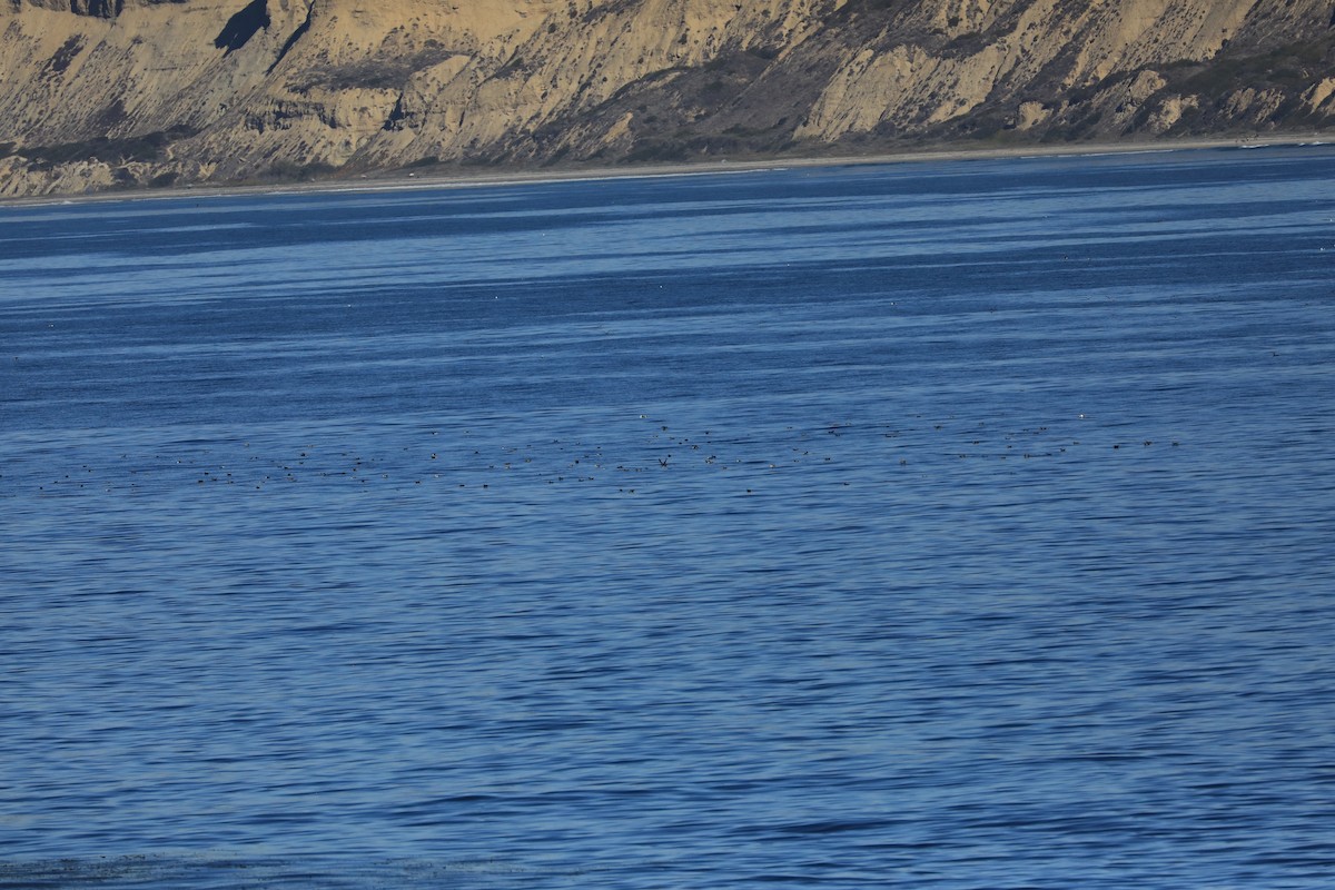 Pardela Culinegra - ML647060971