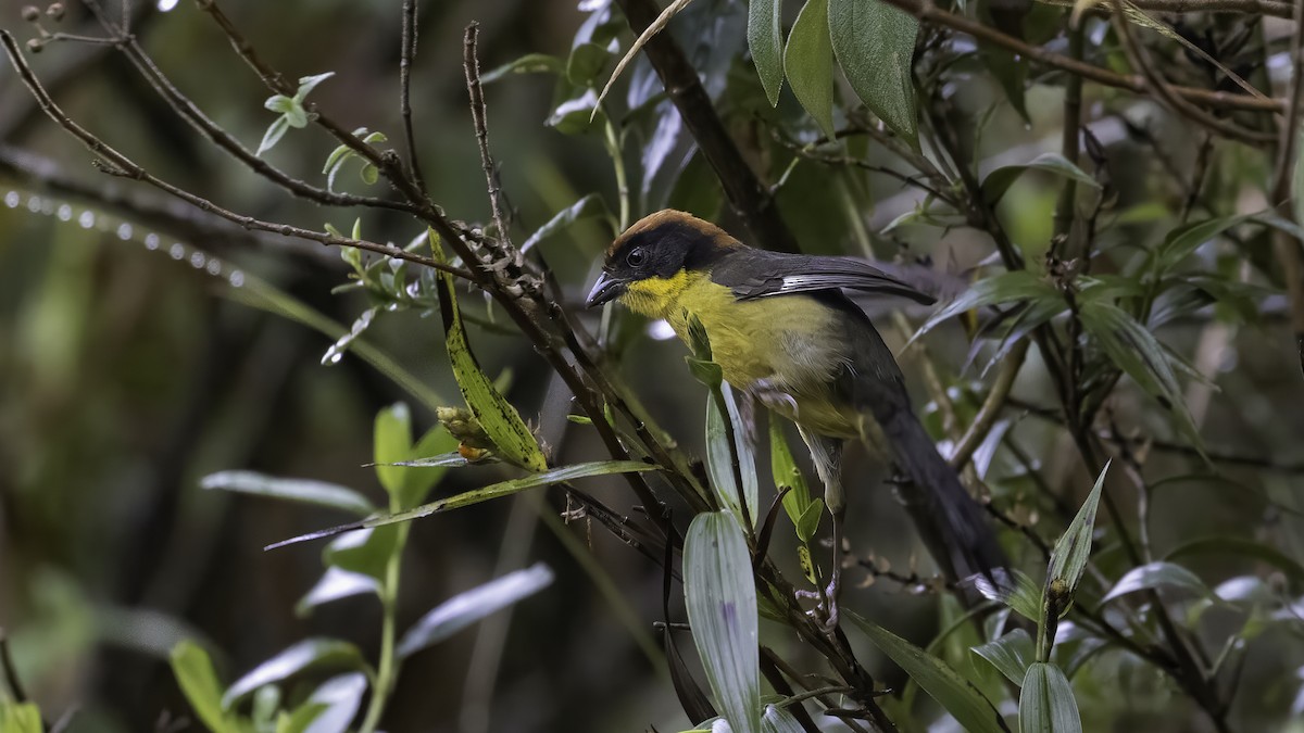 rustkronekjerrspurv - ML647060973