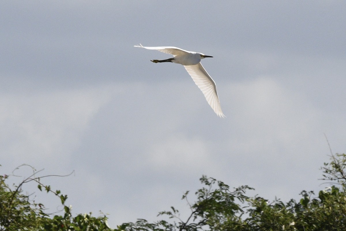 Snowy Egret - ML647060976