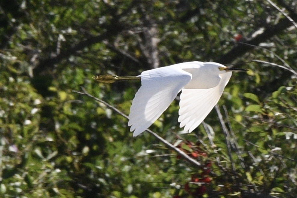 Snowy Egret - ML647060977