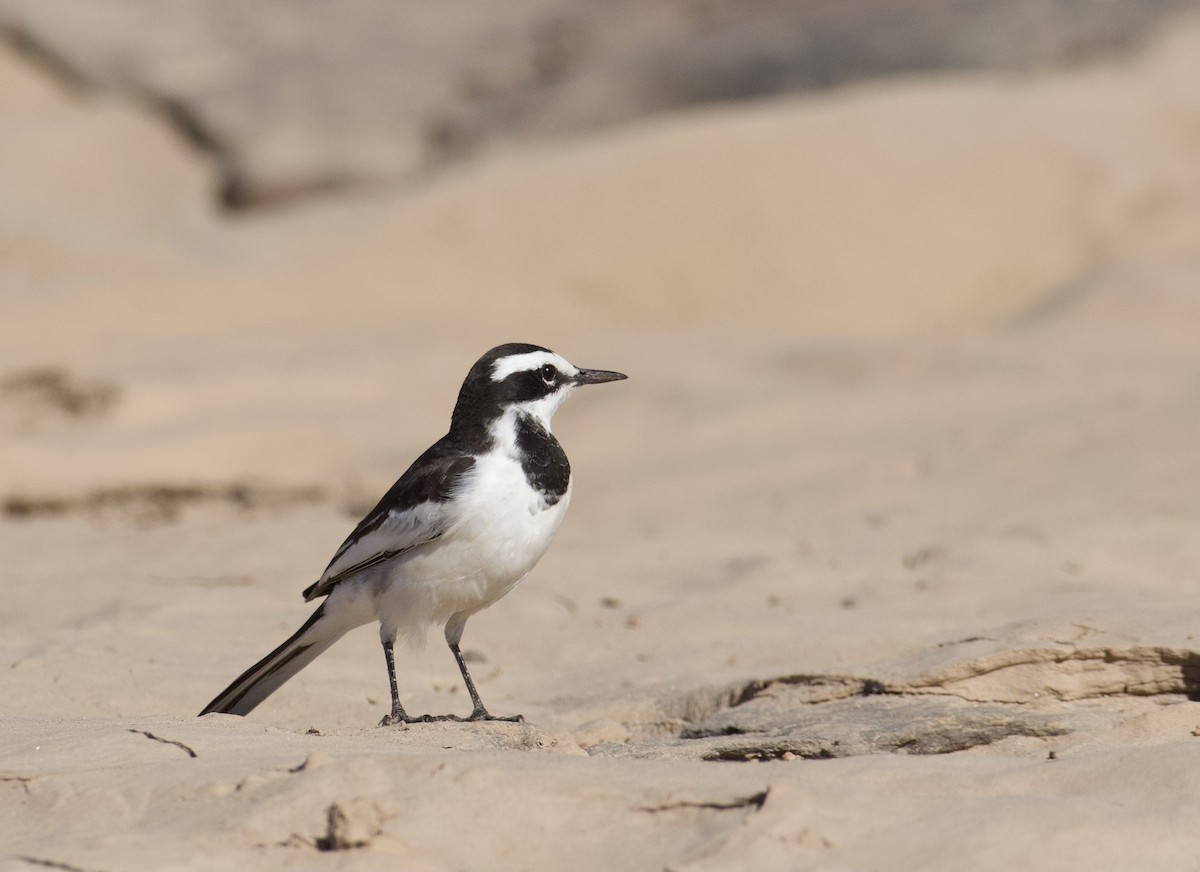 Mekong Wagtail - ML647060987