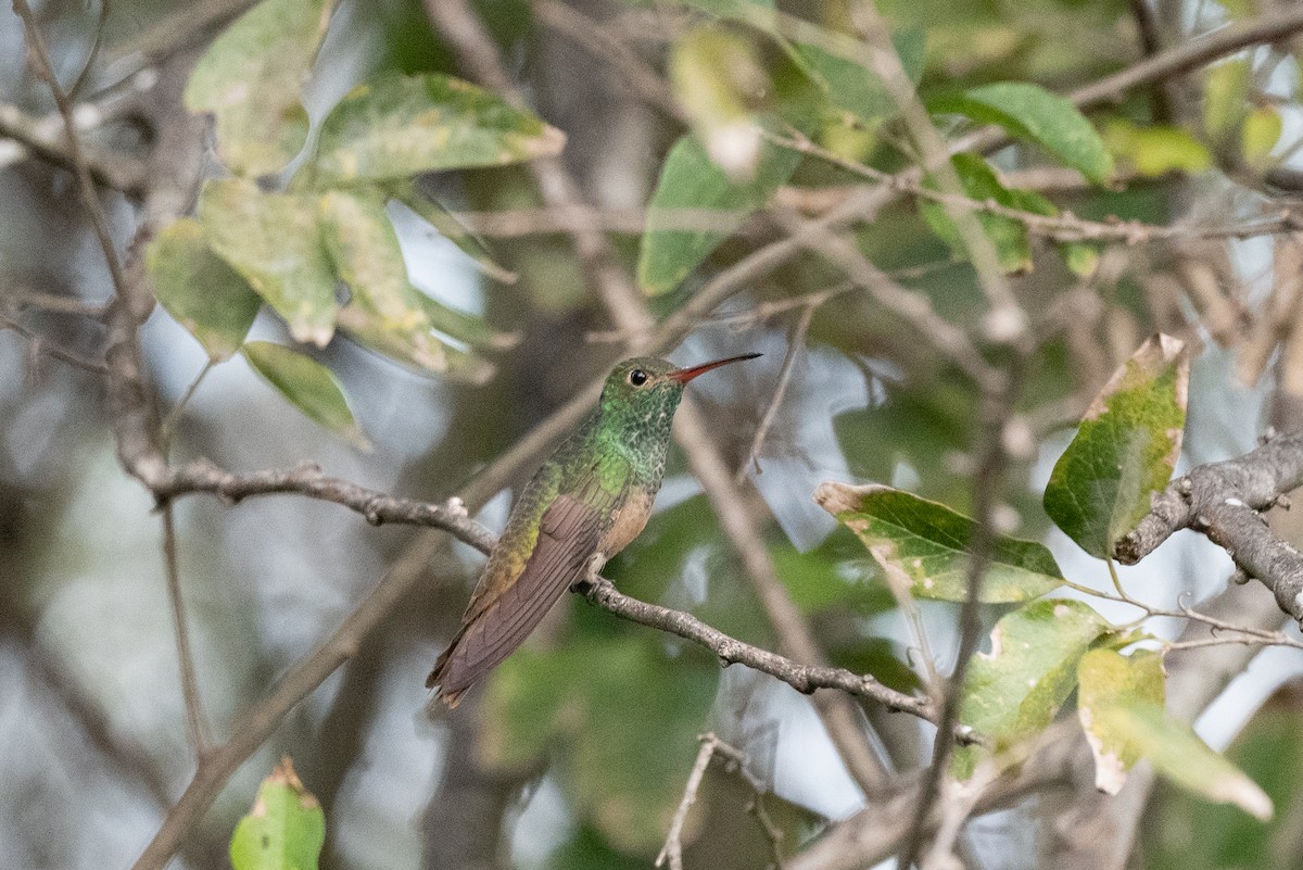 Buff-bellied Hummingbird - ML647060998