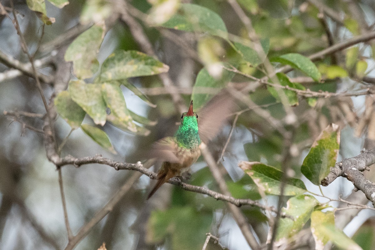 Buff-bellied Hummingbird - ML647060999