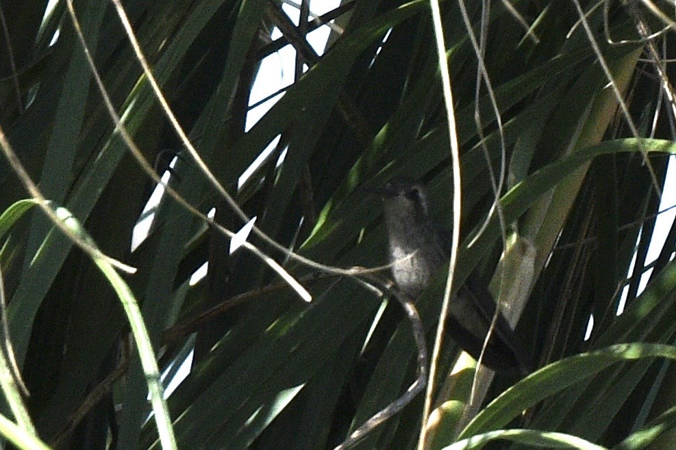 Glittering-bellied Emerald - ML647061000