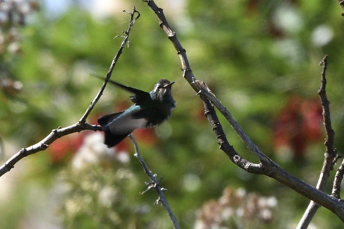 Glittering-bellied Emerald - ML647061001