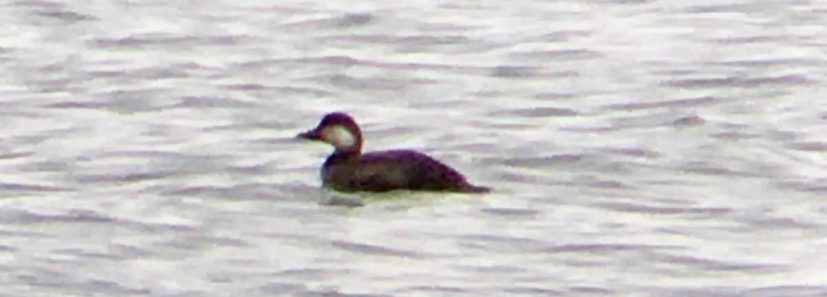 クロガモ - ML647061002