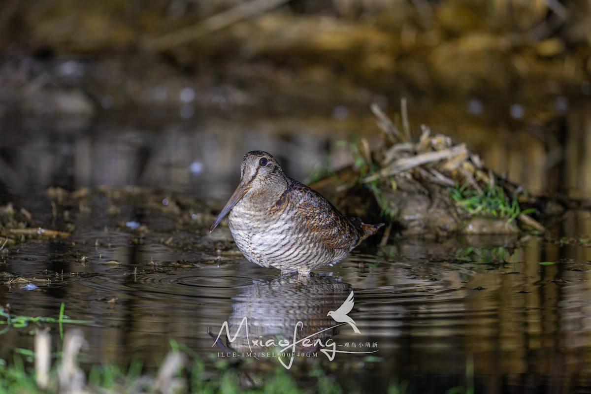 Eurasian Woodcock - ML647061003