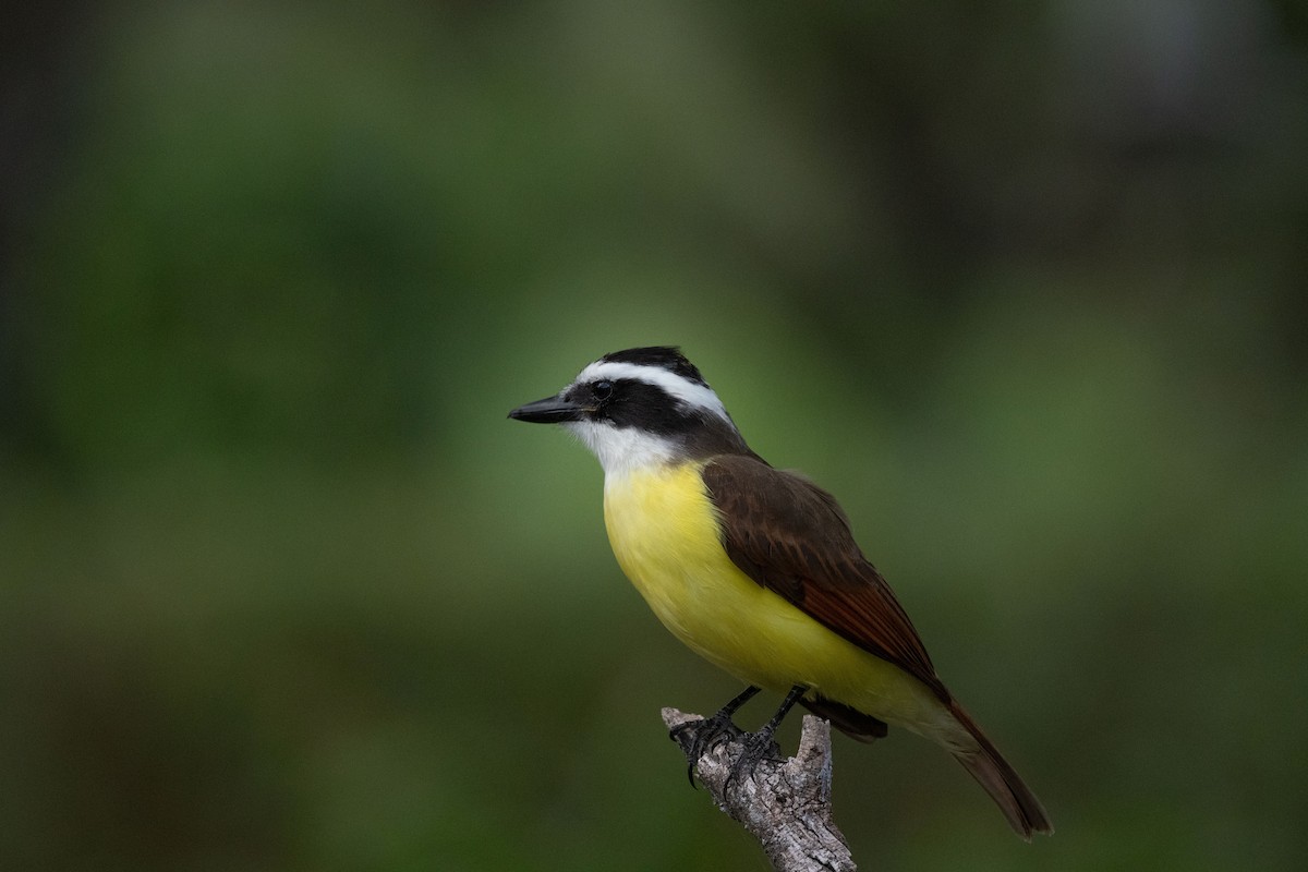Great Kiskadee - ML647061004