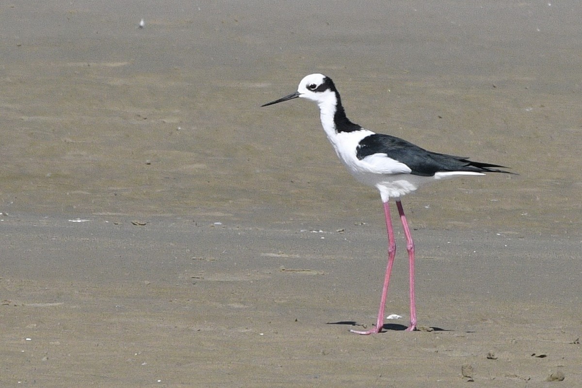 Black-necked Stilt - ML647061017